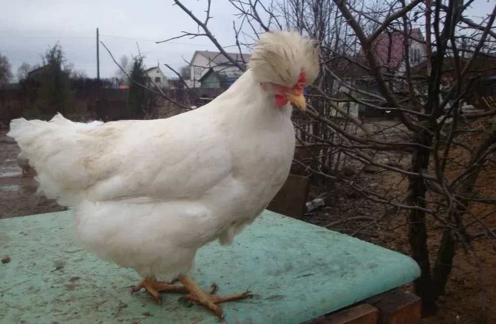 Ukrayinski Porody Kurey Spysok