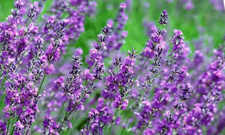 1200 0 1589980484 8796