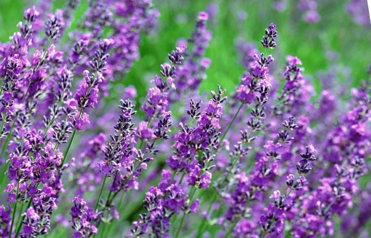 1200 0 1589980484 8796