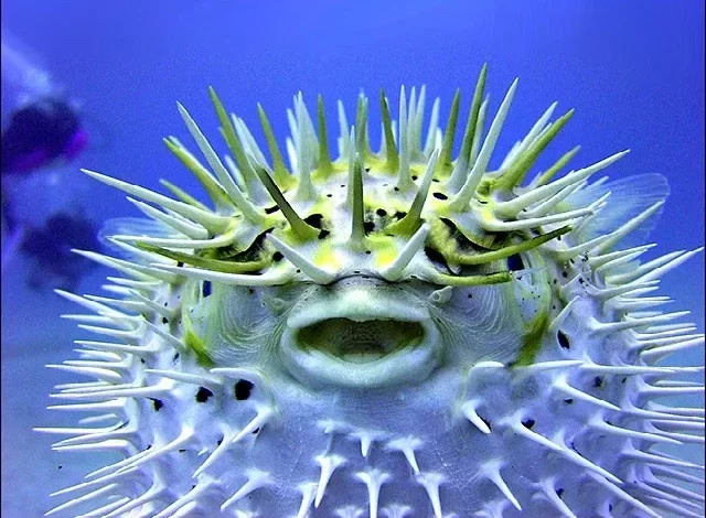 The Puffer Fish