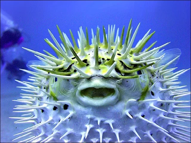 The Puffer Fish