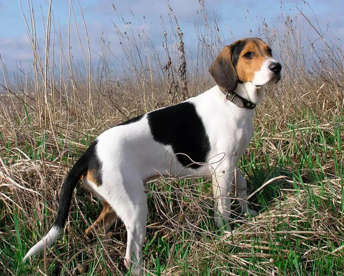 Estonskaya Gonchaya Bigl1 2