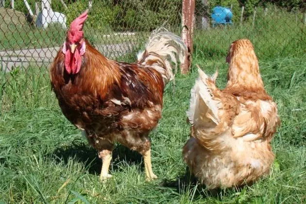 Kury Gerkuleszolotistiy Kurkul 14665