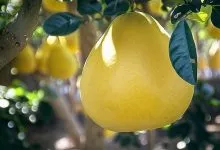 Yak Roste Pomelo