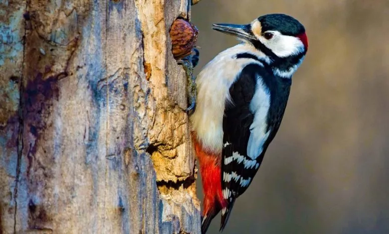 20 Cikavih Faktiv Pro Djatliv 900 600