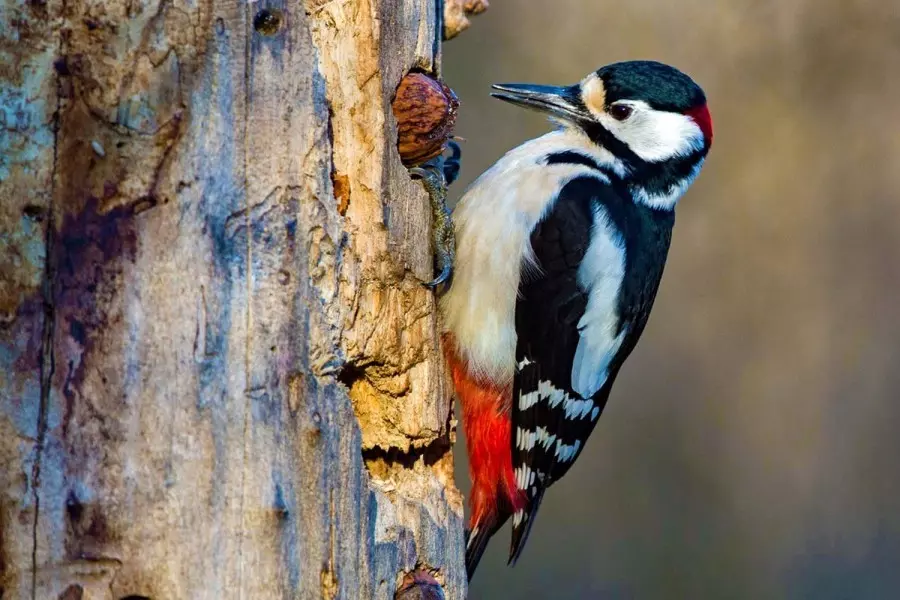 20 Cikavih Faktiv Pro Djatliv 900 600