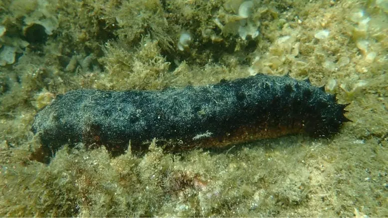Holothuria Tubulosa