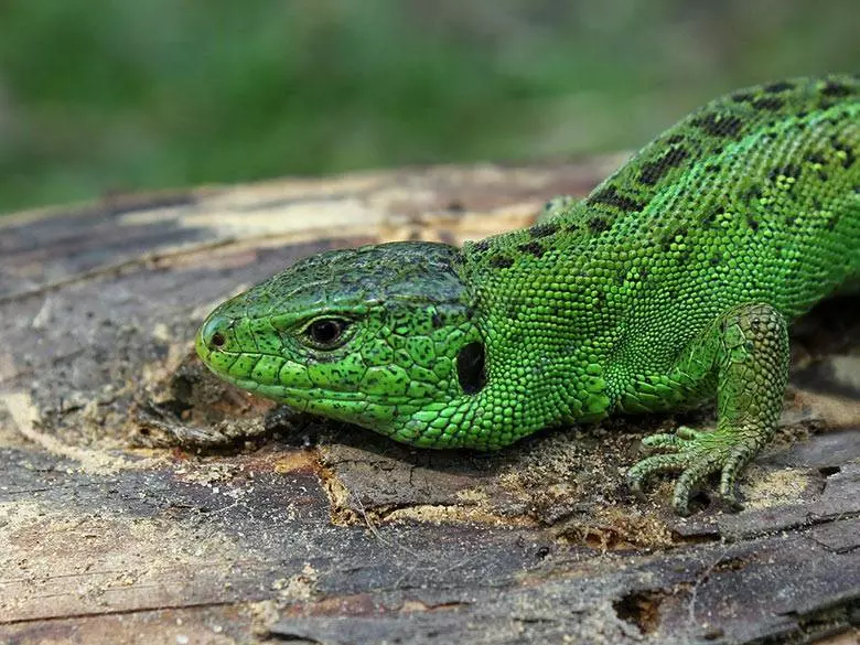 Sand Lizard
