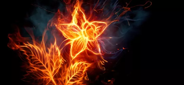 Cvetok Paporotnika Mif Ili Realnost 2 1