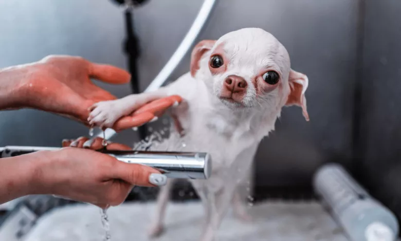 Navishho Tvarinam Gruming