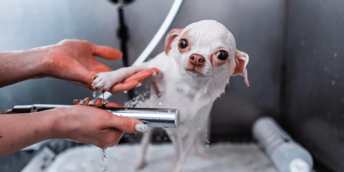 Navishho Tvarinam Gruming