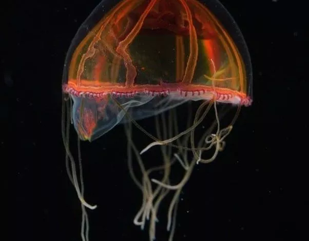 Nezamknena Krovonosna Sistema Zamknuta 1